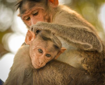 Close up of Bonnet Macaque Indian baby monkey sitting with his mother and cleaning by mother