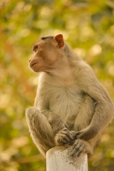 bonnet macaque sitting on pole during morning.