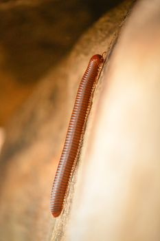 millipede Anadenobolus monilicornis climbing mountian, Thers are commonly found during raing season in indian sub continental