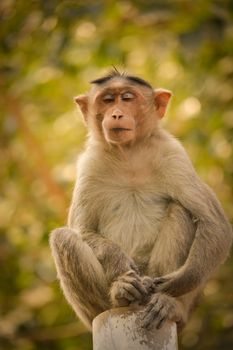 bonnet macaque meditating like posture on pole.