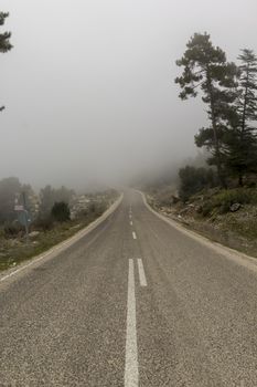 Forest road in fog with dusk light