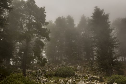 Cedar Forest in Fog with Dusk light