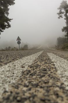 Forest road in fog with dusk light