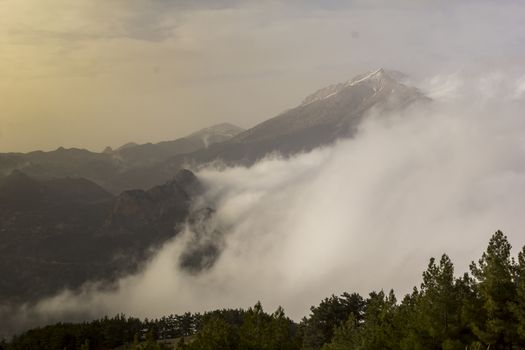 Cedar Forest in Fog with Dusk light