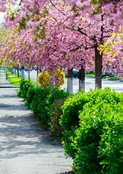 street with row of blossoming cherry trees. beautiful urban springtime scenery