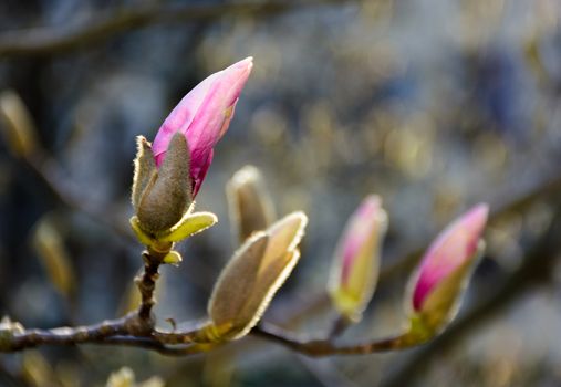 purple flowers of magnolia tree blossom. lovely springtime background on a bright day