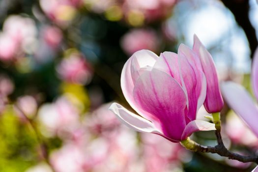 blossom of magnolia tree in springtime. beautiful nature background with purple flowers on the branches