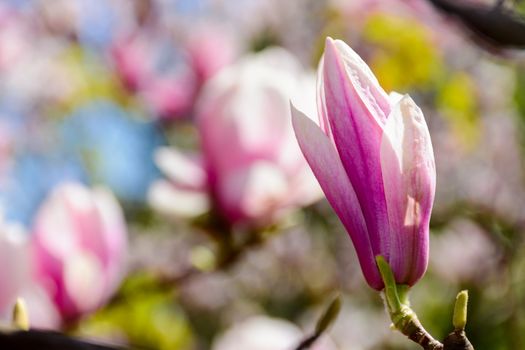 blossom of magnolia tree in springtime. beautiful nature background with purple flowers on the branches