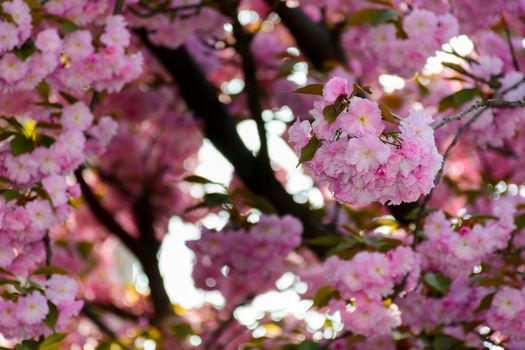 delicate pink flowers blossomed Japanese cherry trees