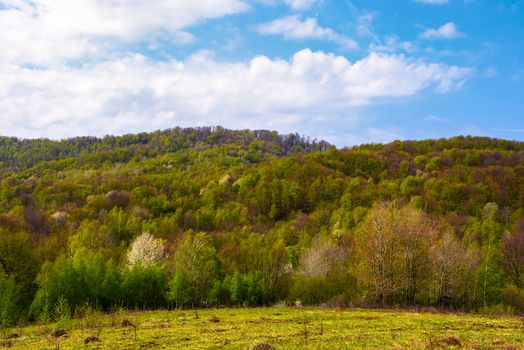 forested hillside on a fine weather. beautiful nature springtime scenery