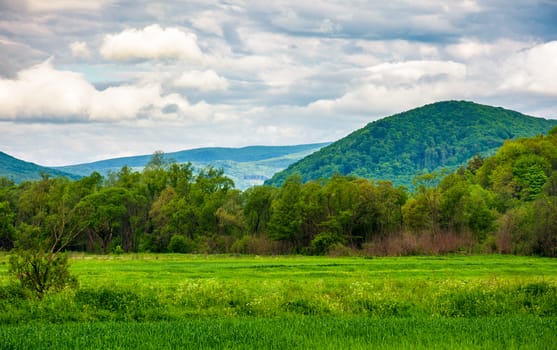 rural fields on a cloudy day. lovely springtime scenery of mountainous countryside