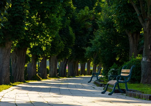 chestnut alley with benches in summertime. beautiful urban scenery in the morning