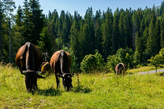 cow grazing in a tall grass near the forest. beautiful summer scenery in mountains