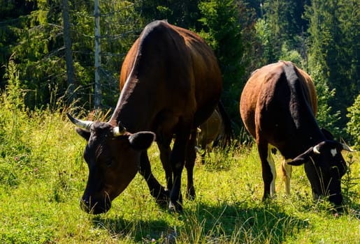 cow grazing in a tall grass near the forest. beautiful summer scenery in mountains