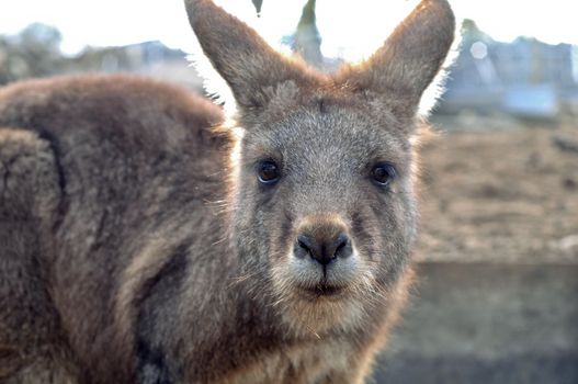 Brown kangaroo is staring at you