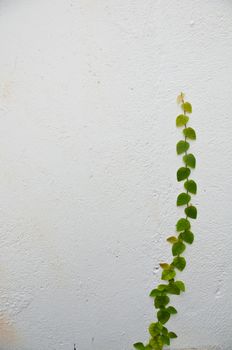 Plant grow up on a white wall