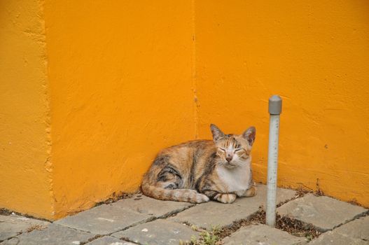 Sleepy little cat sitting next to bright yellow wall