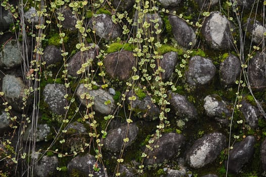 Old and wet mossy aged stone wall background
