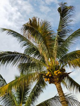 Coconut palm tree lit by afternoon sunlight.