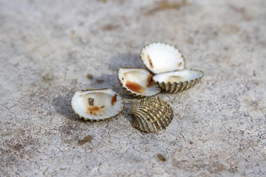 Shell cockle on the cement floor.