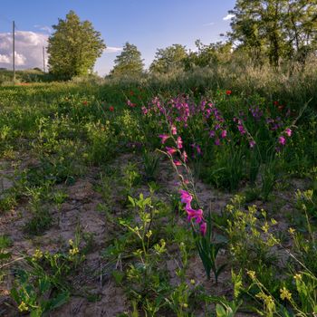 Wild Gladioli Growing in Tuscany