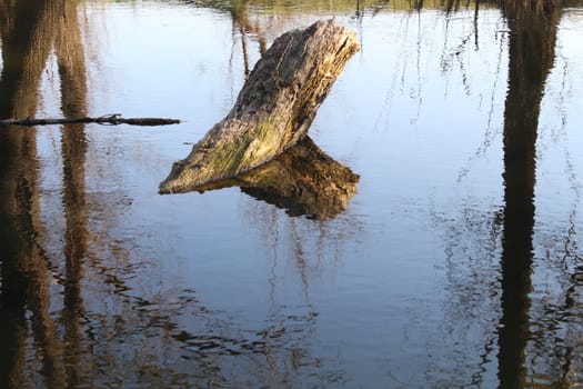 A fallen tree in the river