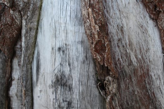 Wood without wood bark