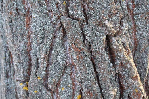 Woody bark