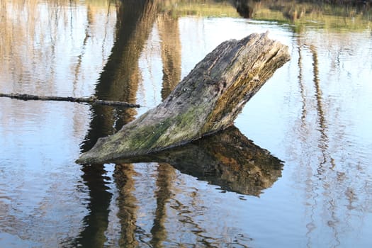 A fallen tree in the river