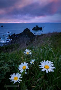 Flower in the foreground of a beautiful sunset at a rocky beach in Northern California.