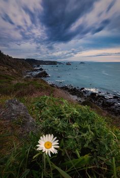 Flower in the foreground of a beautiful sunset at a rocky beach in Northern California.