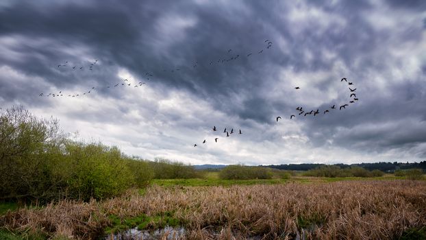 Flock of Birds Flying Near a Marsh