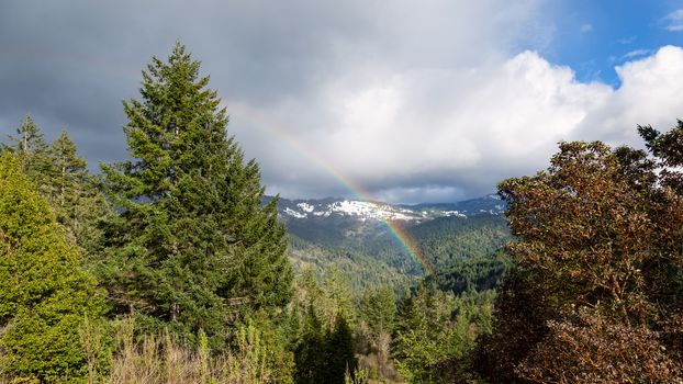 A rainbow shines over a redwood forest in Northern California, USA.