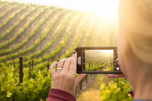 Woman Taking Pictures of A Grape Vineyard with Her Smart Phone.