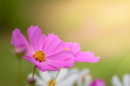 The background image of the colorful flowers, background nature