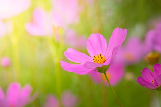 The background image of the colorful flowers, background nature