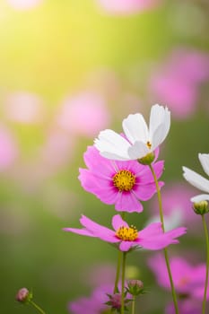 The background image of the colorful flowers, background nature