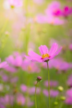 The background image of the colorful flowers, background nature