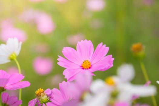 The background image of the colorful flowers, background nature