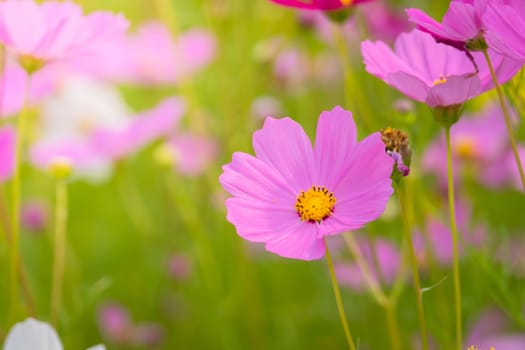 The background image of the colorful flowers, background nature