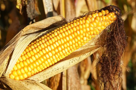 Corncob (Zea mays), fruits of autumn