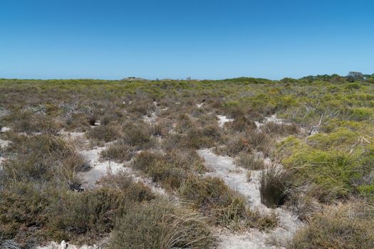 Landscape of the Nambung National Park, Western Australia