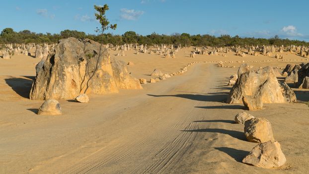 Pinnacles Desert in early morning light, Nambung National Park, Western Australia