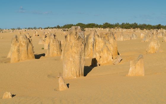 Pinnacles Desert in early morning light, Nambung National Park, Western Australia