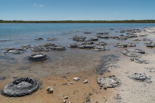 Stromatolite on lake Thetis in the Nambung National Park, Western Australia