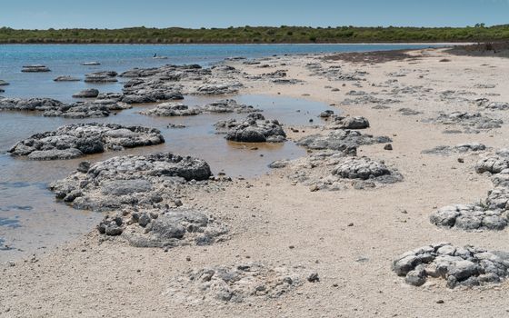 Stromatolite on lake Thetis in the Nambung National Park, Western Australia