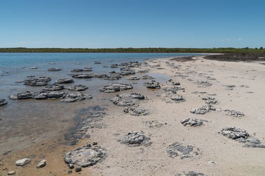 Stromatolite on lake Thetis in the Nambung National Park, Western Australia