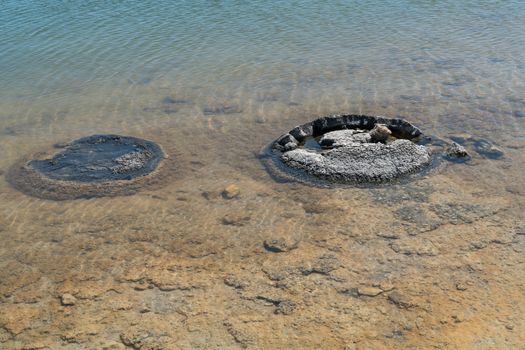 Stromatolite on lake Thetis in the Nambung National Park, Western Australia