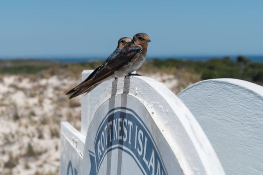 Welcome Swallow, Hirundo neoxena, image was taken on Rottnest Island, Western Australia