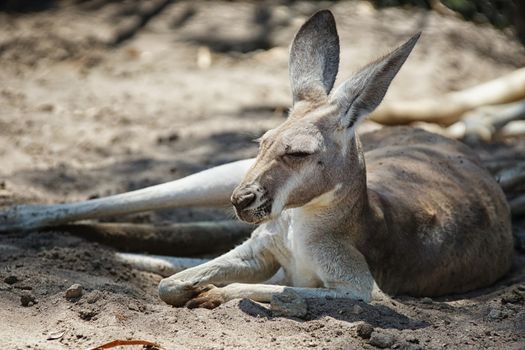 Red Kangaroo, Macropus rufus, photo was taken in Australia
